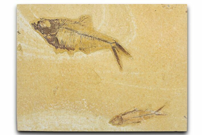 Slab With Two Fossil Fish (Diplomystus & Knightia) - Wyoming #354044